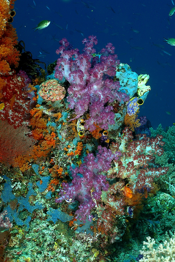 Raja Ampat 2016 - Corail - IMG_4407_rc.jpg